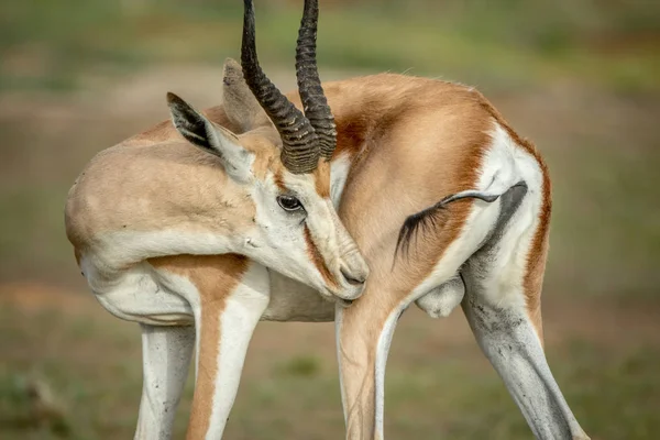 Springbok grooming själv i Kalagadi. — Stockfoto