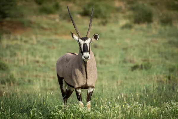 Nyársas antilop, főszereplő: a kamera. — Stock Fotó