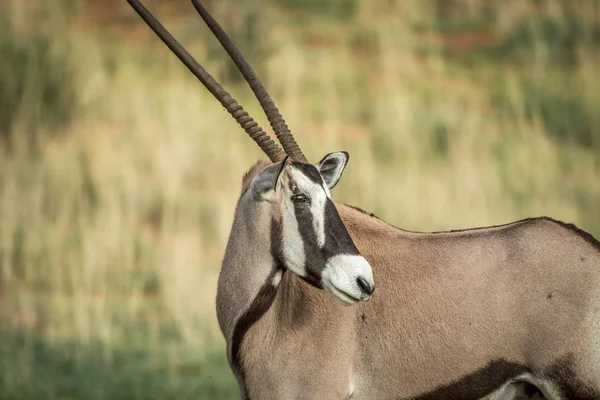 Стороні профілю Gemsbok в на Kalagadi. — стокове фото