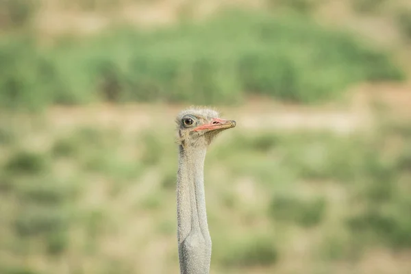 Крупный план страуса-самца в Калагади . — стоковое фото