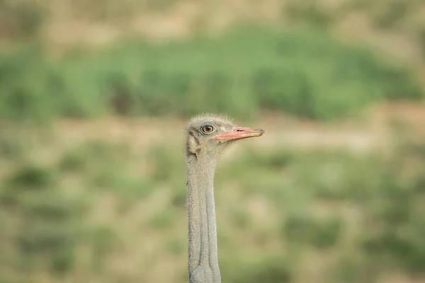 Крупный план страуса-самца в Калагади . — стоковое фото