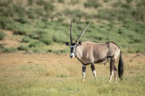 Gemsbok ayakta çim. — Stok fotoğraf