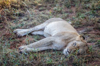 Kruger çim döşeme aslan.