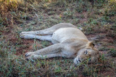 Kruger çim döşeme aslan.