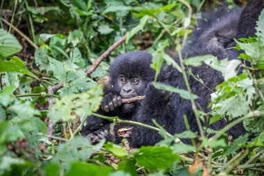 Bir sopa üzerinde çiğneme bebek dağ goril.
