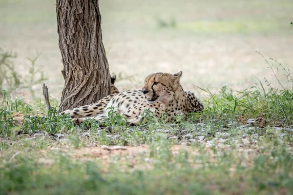 Cheetah laying in the grass under a tree. — Stock Photo, Image