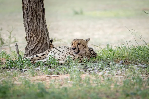Cheetah laying in the grass under a tree. — Stock Photo, Image