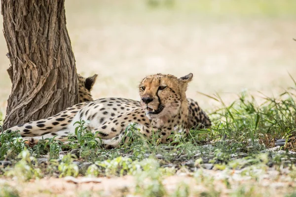 Cheetah laying in the grass under a tree. — Stock Photo, Image
