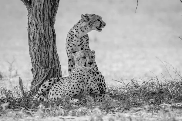 Two Cheetah brothers under a tree.