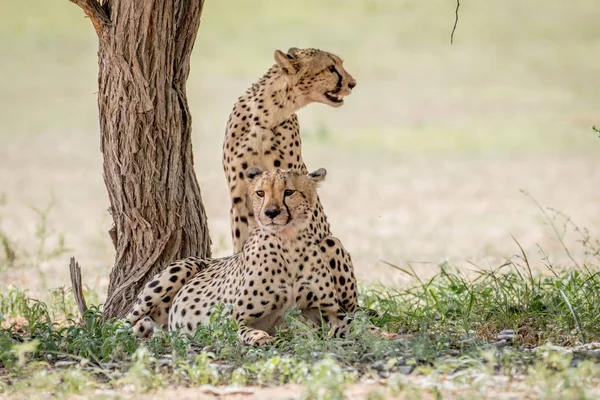 Dois irmãos Cheetah debaixo de uma árvore . — Fotografia de Stock