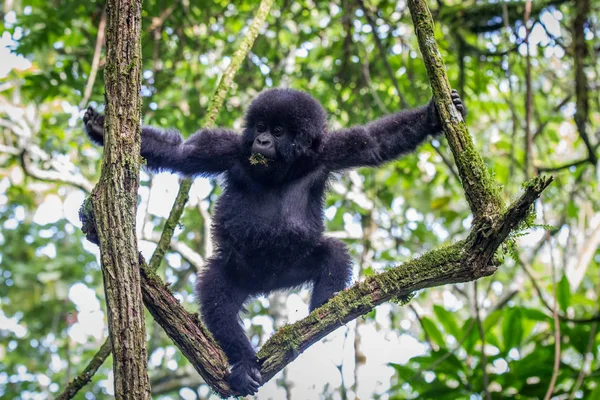 Baby Mountain gorilla climbing in a tree. — Stock Photo, Image