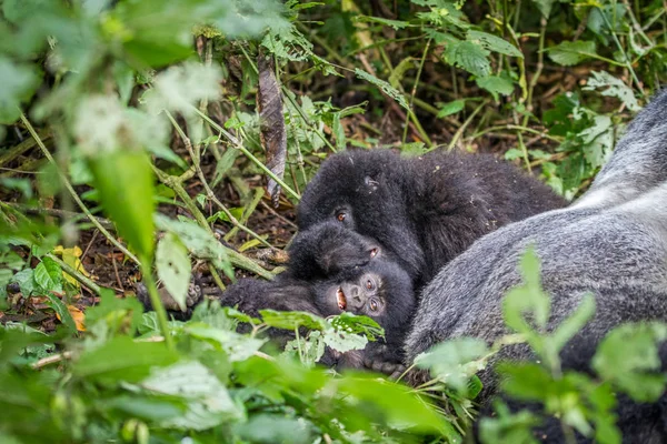 Bebé gorila de montaña tendido en la hierba . — Foto de Stock