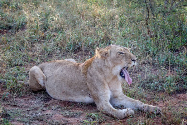 Lion laying in the grass and yawning. — Stock Photo, Image
