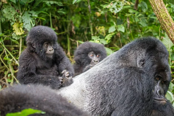 Gorille de montagne bébé sur un dos argenté . — Photo