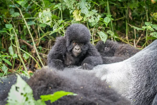 Gorille de montagne bébé sur un dos argenté . — Photo