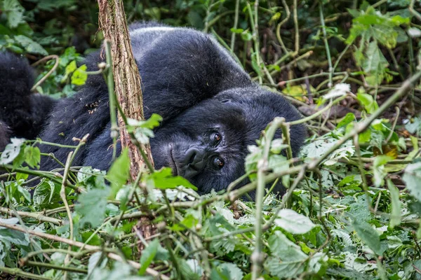Silverback Mountain gorilla laying down. — Stock Photo, Image