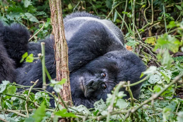 Silverback Mountain gorilla laying down. — Stock Photo, Image
