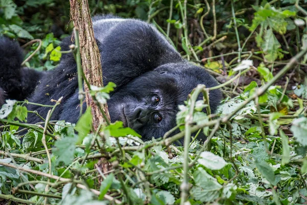 Silverback gorila Montanha deitado . — Fotografia de Stock