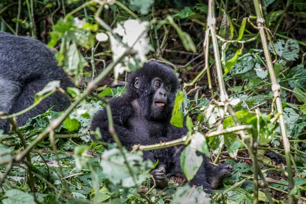 Zbliżenie na dziecko Mountain gorilla. — Zdjęcie stockowe