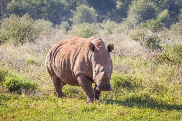 Beyaz rhino ayakta çim ve yıldızı. — Stok fotoğraf