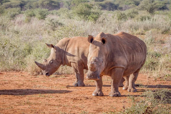 Due rinoceronti bianchi in piedi nella sabbia . — Foto Stock