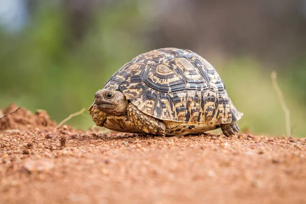 Närbild på en Leopardsköldpadda på smuts. — Stockfoto