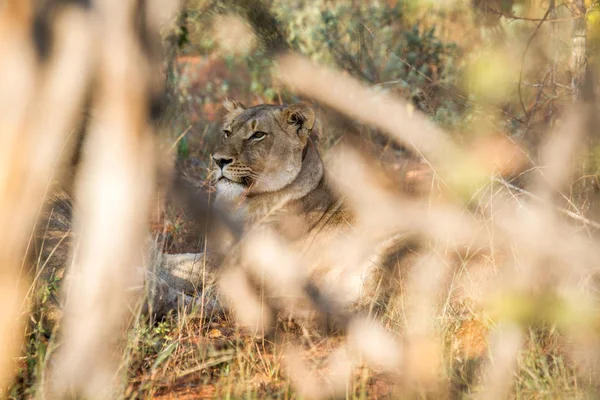 León hembra escondido en el arbusto . — Foto de Stock