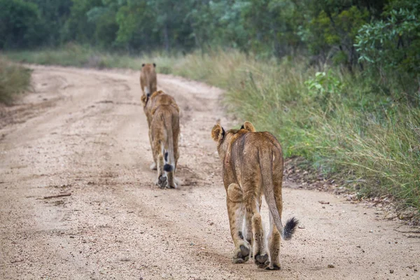 Pride of Lions walking away on a dirt road.