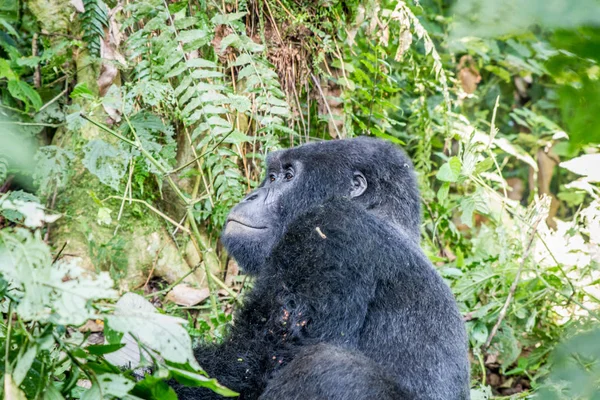 Silverback Montanha gorila sentado . — Fotografia de Stock