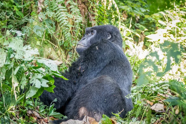 Silverback Mountain gorilla sidder . - Stock-foto