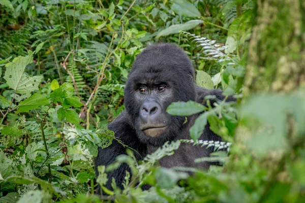 Nærbillede af en Silverback Mountain gorilla . - Stock-foto