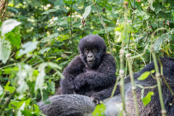 Close up of a baby Mountain gorilla.