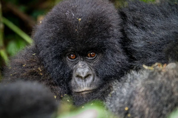 Gros plan d'un bébé gorille de montagne . — Photo