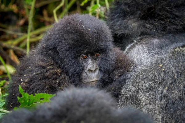 Gros plan d'un bébé gorille de montagne . — Photo