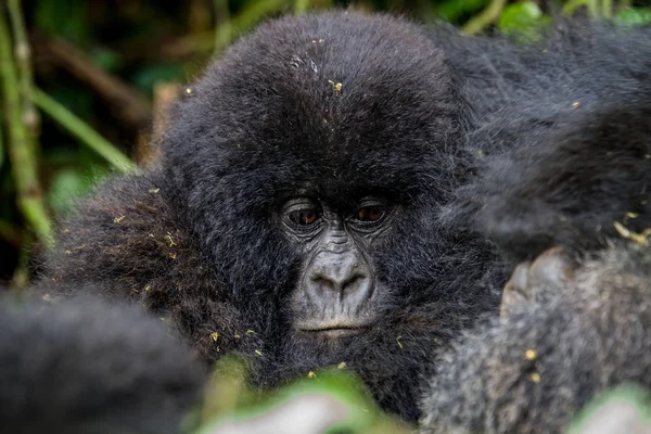 Gros plan d'un bébé gorille de montagne . — Photo