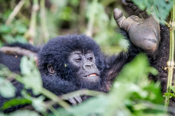 Close up of a baby Mountain gorilla. — Stock Photo, Image