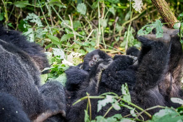 Baby Mountain gorille jouer avec sa famille . — Photo