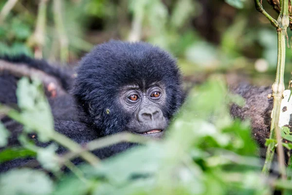 Close up of a baby Mountain gorilla. — Stock Photo, Image