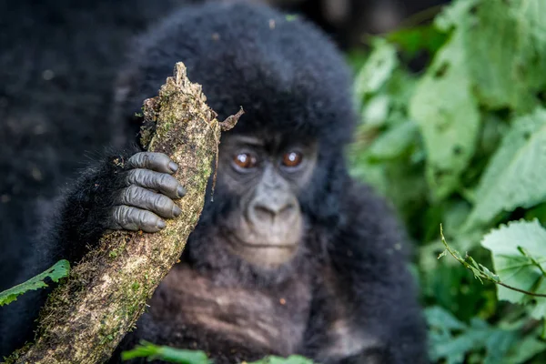 Закрыть руку детенышу горной гориллы . — стоковое фото