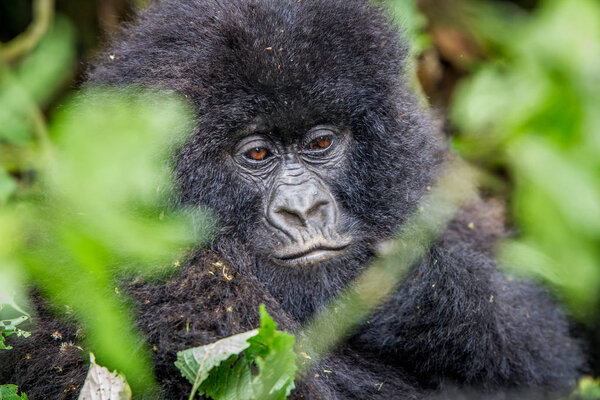 Close up of a baby Mountain gorilla.