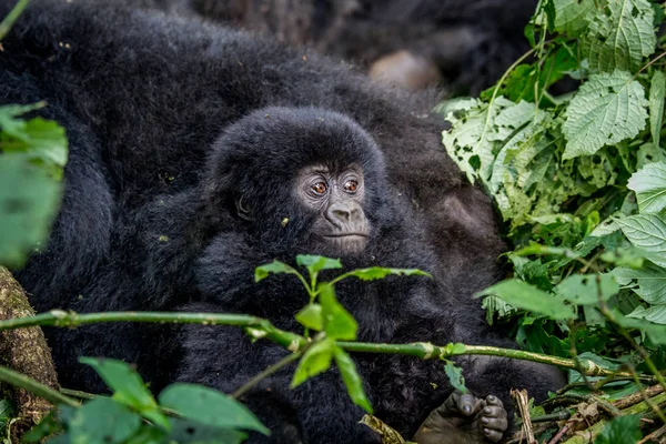 Gros plan d'un bébé gorille de montagne . — Photo