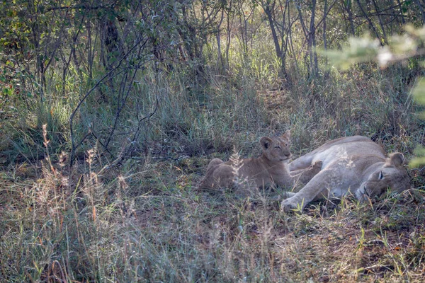 Baby λιοντάρι θηλάζει από τη μητέρα του. — Φωτογραφία Αρχείου