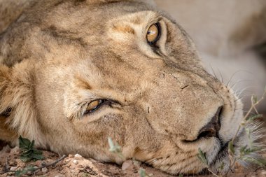 Kameraya yıldızı dişi aslan.