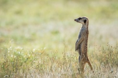Meerkat Kalagadi içinde görünüm.
