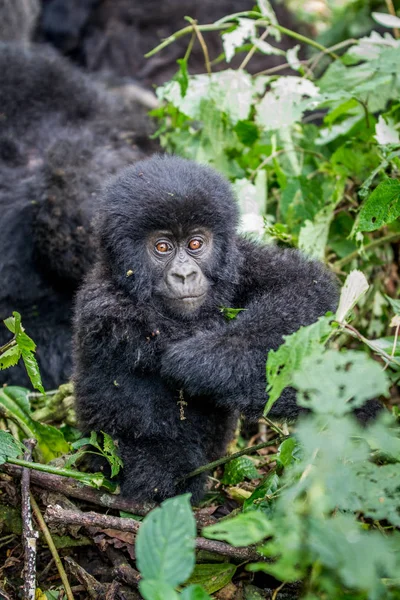Primer plano de un bebé gorila de montaña . — Foto de Stock