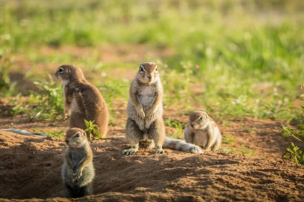 Grupa z wiewiórkami w piasku. — Zdjęcie stockowe