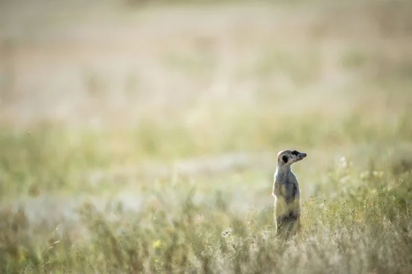 Meerkat sullo sguardo fuori nelle Kalagadi . — Foto Stock