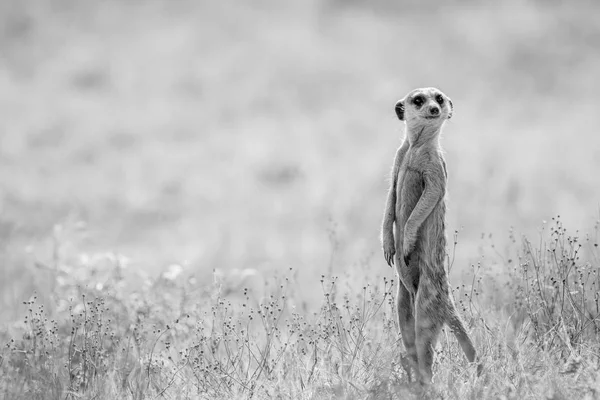 Meerkat no olhar para fora no Kalagadi . — Fotografia de Stock
