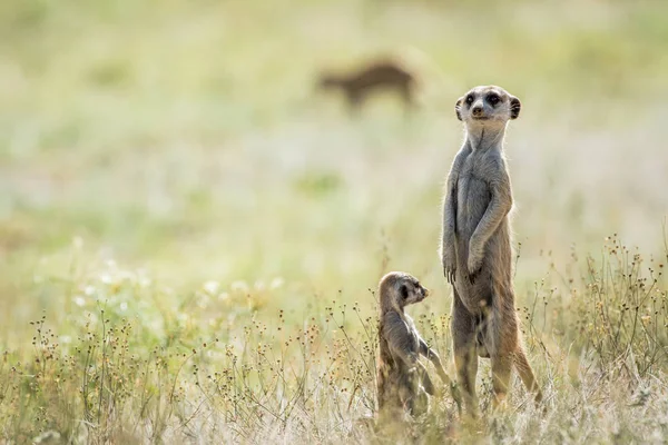 Meerkat Kalagadi içinde görünüm.