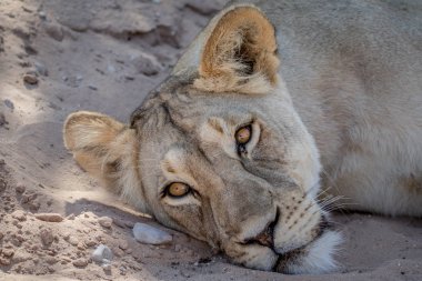 Bırakmasını ve oynadığı aslan.